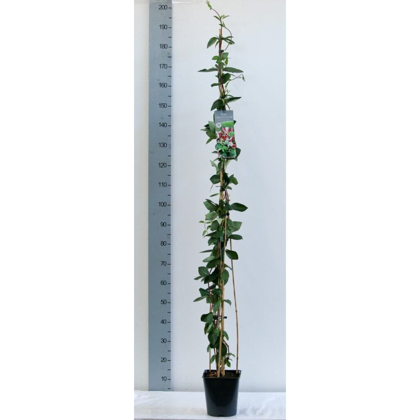Kaprifol – Lonicera heckrottii - C5 125-175 CM Stick